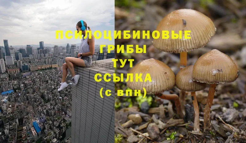 Псилоцибиновые грибы Psilocybe  Казань 